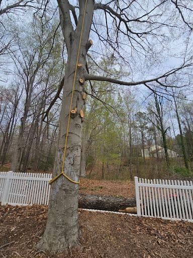 Tree Trimming & Removal in Waldorf, MD